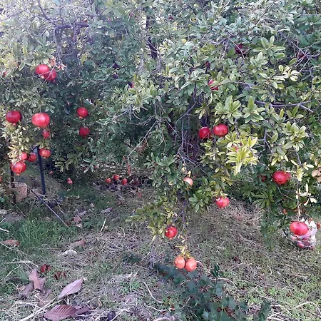 Artemision Hébergement de vacances